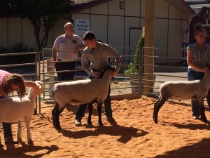 thurston county 4h