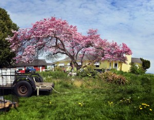 Kirk Jones' "Grey Cherry Tree" 