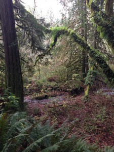 No matter the weather, dress warm to explore the Kennedy Creek Salmon Trail.