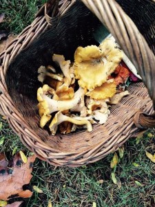 mushroom hunting kids