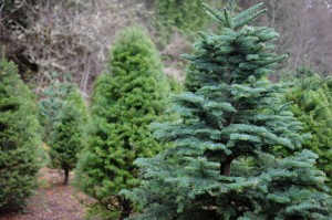 olympia christmas tree