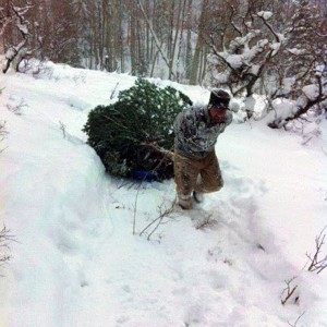 christmas tree national forest