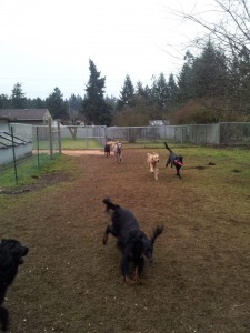 mckenna kennels