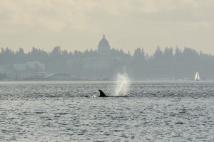 Orcas occasionally visit Budd Inlet during the winter months.  Photo credit: Chris Hamilton