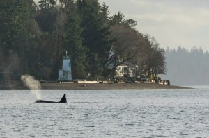 orcas olympia