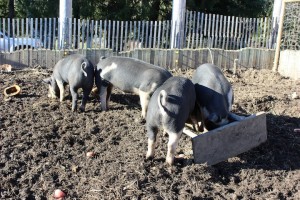 food bank pigs