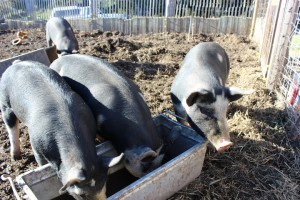 food bank pigs