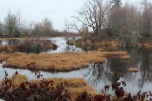 nisqually national wildlife refuge