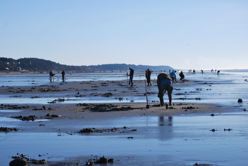WDFW Announces Razor Clam Dates Ahead of the Ocean Shores Razor Clam