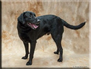 Humvee - Adopt a pet dog of the week