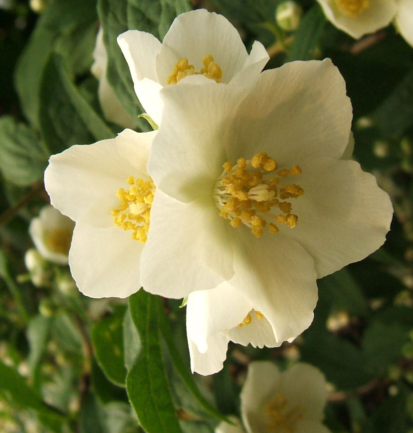 MockOrangeFlowers native plant sales