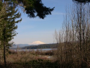 Mt St Helens from near Lewis and Clark SP