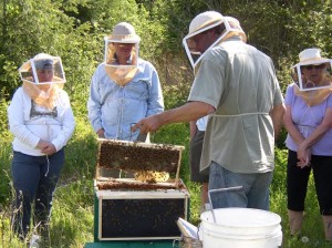 beekeeping olympia