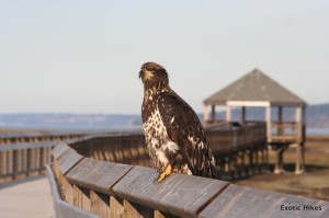 nisqually wildlife refuge