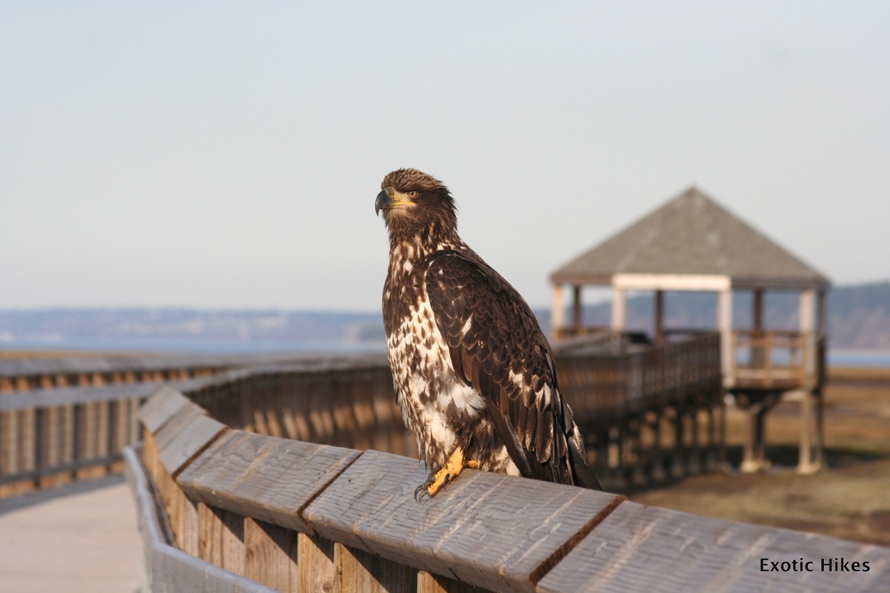 nisqually wildlife refuge