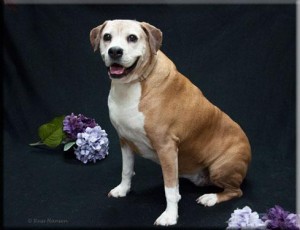 Adopt-A-Pet Dog of the Week - Myrtle