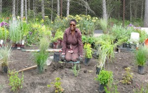 rain garden how to