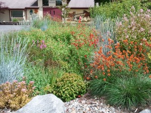 rain garden how to