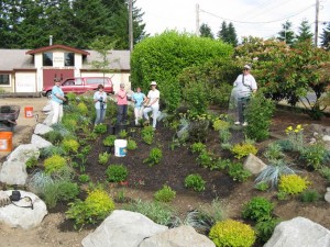 rain garden