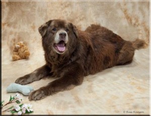 Adopt-A-Pet's dog of the week is this cuddly sweetheart named Bear.