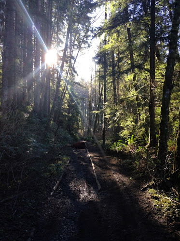 capitol state forest