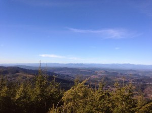 capitol state forest