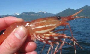 shrimp hood canal