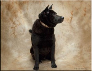 Adopt-A-Pet Dog of the Week, Ferdinand