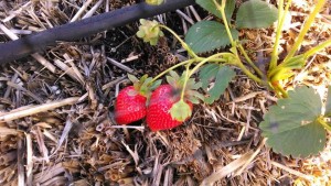 straw bale gardening