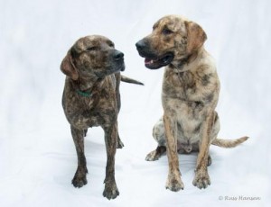 Tandy and Scotty, a mother and son pair, are up for adoption together.