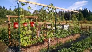 straw bale gardening