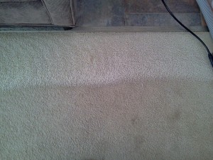 carpet cleaning olympia