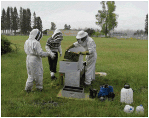 olympia airport apiary