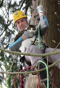 canopy cat rescue