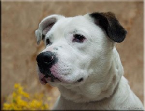 Star is the Adopt-A-Pet Dog of the Week.