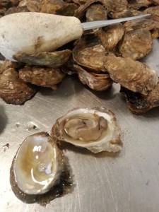 hood canal oyster