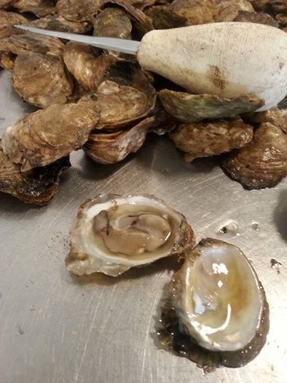 hood canal oyster