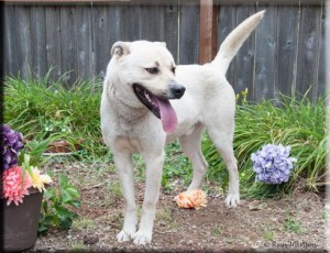 Hawk is the Adopt-A-Pet Dog of the Week.