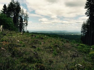 horse trail capitol forest