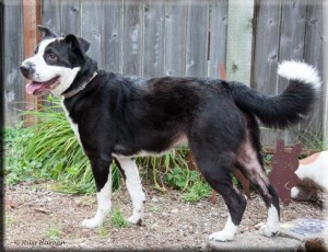 MIA - Adopt-A-Pet Shelton
