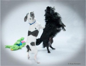 Morti and Angus