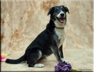 Adopt-A-Pet Dog of the Week - Orca