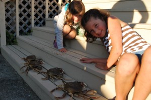 hood canal crab