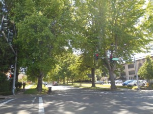 legion way trees olympia