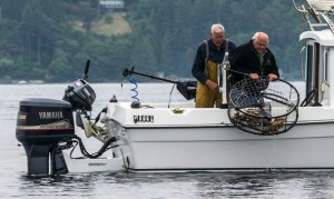 hood canal crab