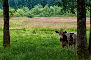 capitol land trust