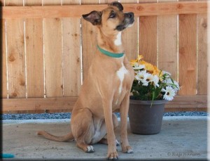 Callie - Adopt-A-Pet's Dog of the Week