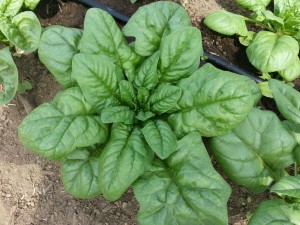 This is an ideal version of a spinach variety bred by Root and Radicle Seed Company.  Photo credit: Caitlin Moore.