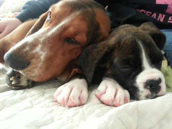Maid Perfect Two Dogs house cleaning olympia