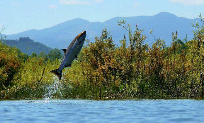 salmon fishing hood canal